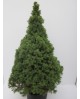 Picea conica glauca m19 50cm                      