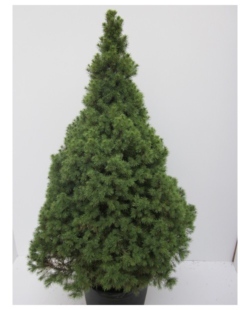 Picea conica glauca m19 50cm                      