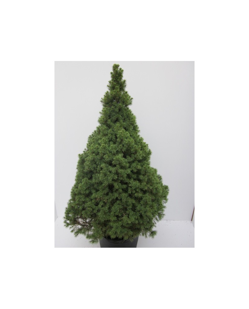 Picea conica glauca m19 50cm                      
