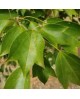 Acer buergerianum 12/14 maceta                    
