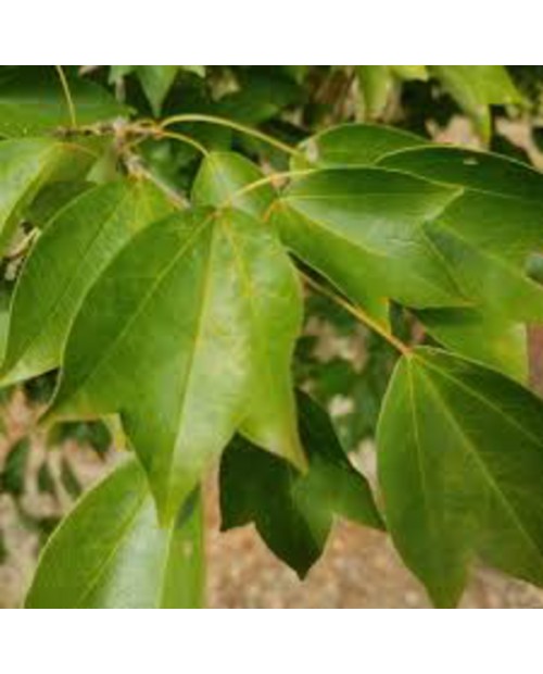 Acer buergerianum 12/14 maceta                    