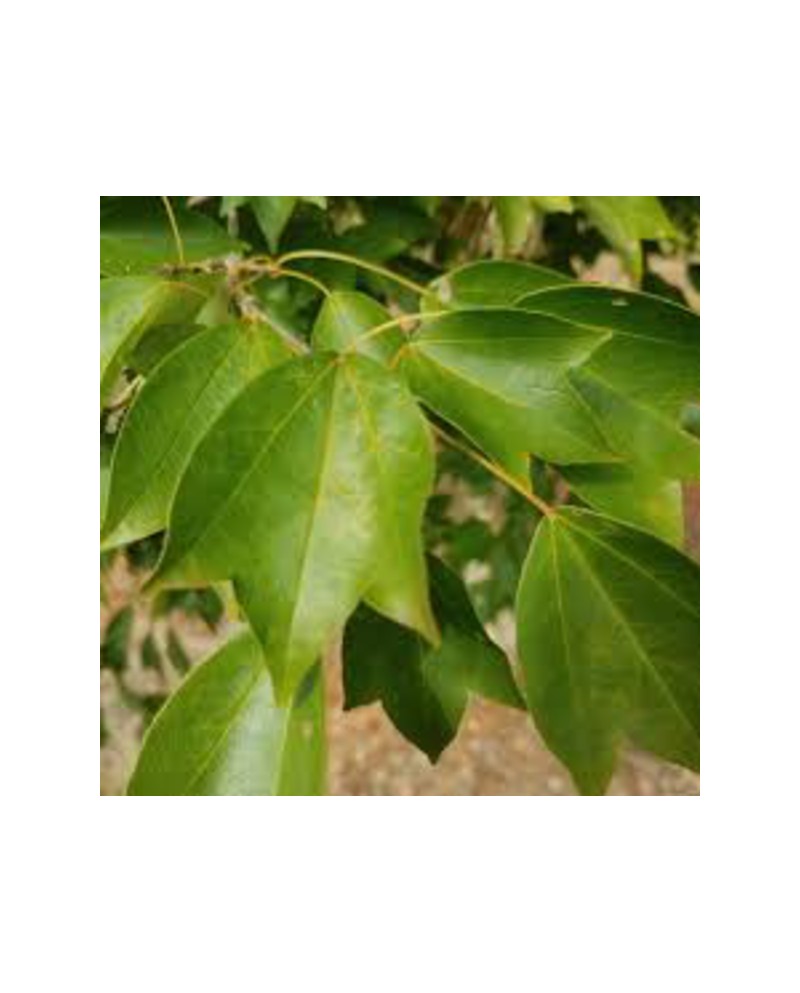 Acer buergerianum 12/14 maceta                    