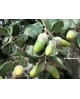 Quercus ilex 12/14 co                             