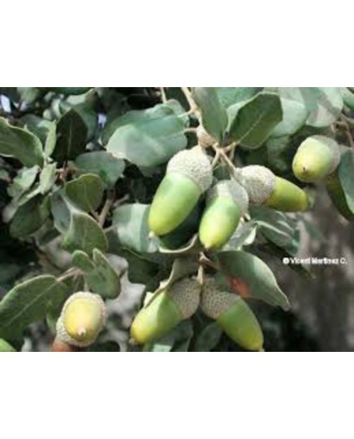 Quercus ilex 12/14 co                             