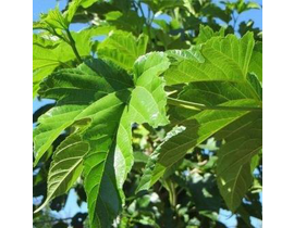 Morus fruitles 14/16 rd (azul)                    