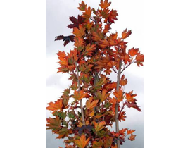 Acer plat.crimson sentry 15lt 200/250             