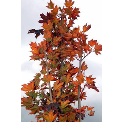 Acer plat.crimson sentry 15lt 200/250             