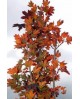 Acer plat.crimson sentry 15lt 200/250             