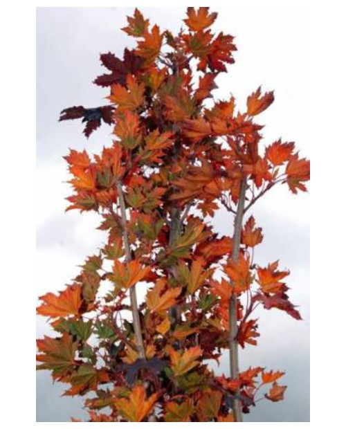 Acer plat.crimson sentry 15lt 200/250             