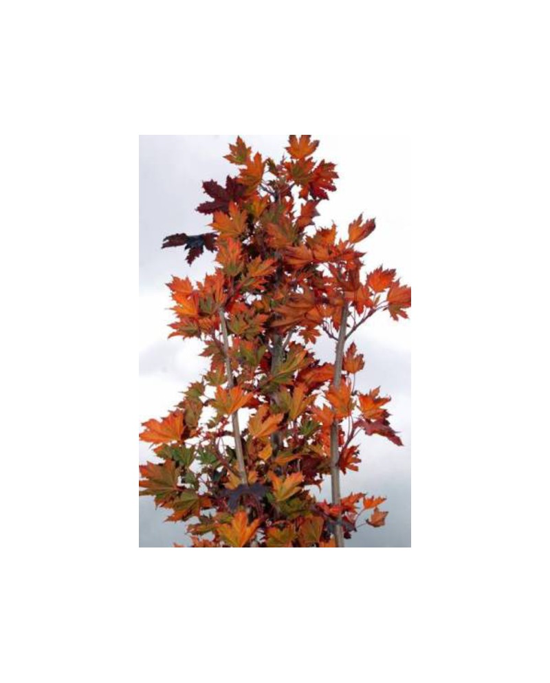 Acer plat.crimson sentry 15lt 200/250             