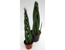 Sansevieria cilindrica 12                         