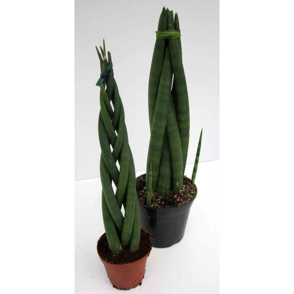 Sansevieria cilindrica 12                         