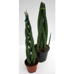 Sansevieria cilindrica 12                         