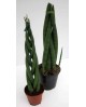 Sansevieria cilindrica 12                         