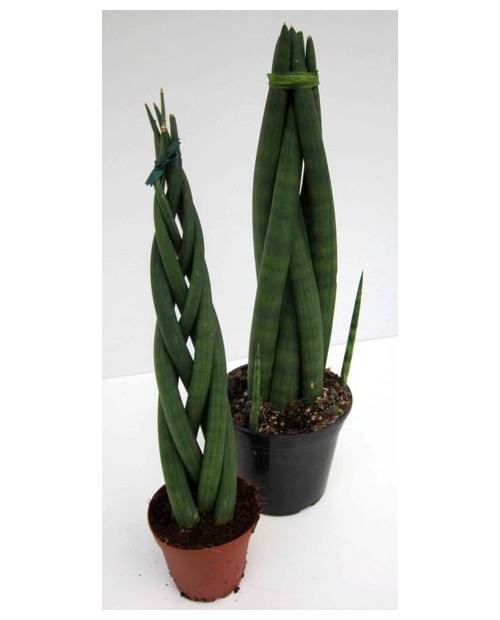 Sansevieria cilindrica 12                         