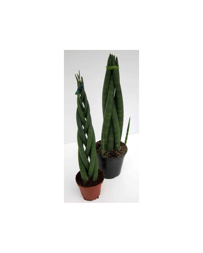 Sansevieria cilindrica 12                         