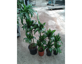 Dracaena hawaian 30/60/90/120                     