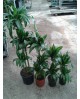 Dracaena hawaian 30/60/90/120                     