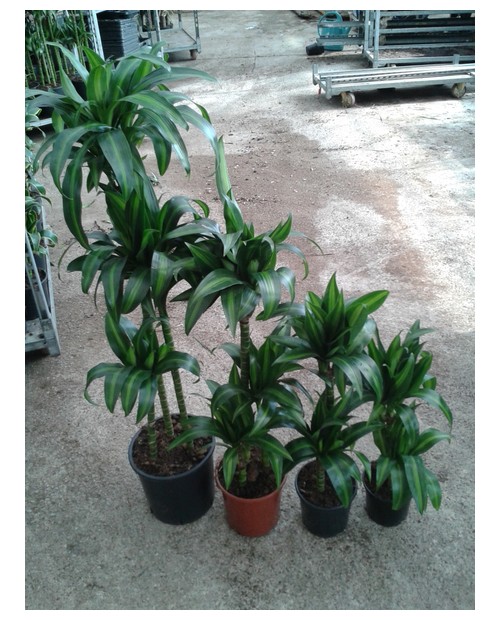 Dracaena hawaian 30/60/90/120                     