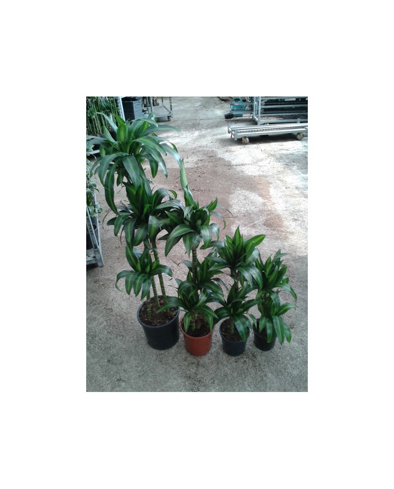 Dracaena hawaian 30/60/90/120                     