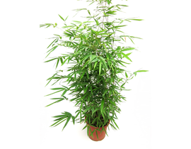 Bambu phyllostachys aurea 10lt 125/150            