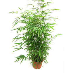 Bambu phyllostachys aurea 10lt 125/150            