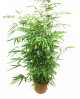 Bambu phyllostachys aurea 10lt 125/150            
