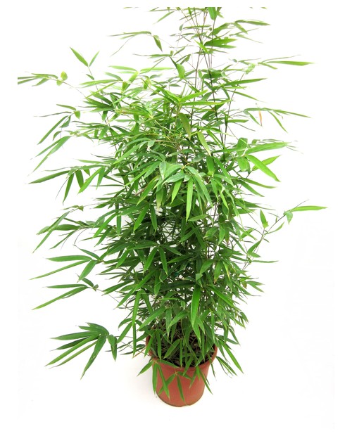 Bambu phyllostachys aurea 10lt 125/150            