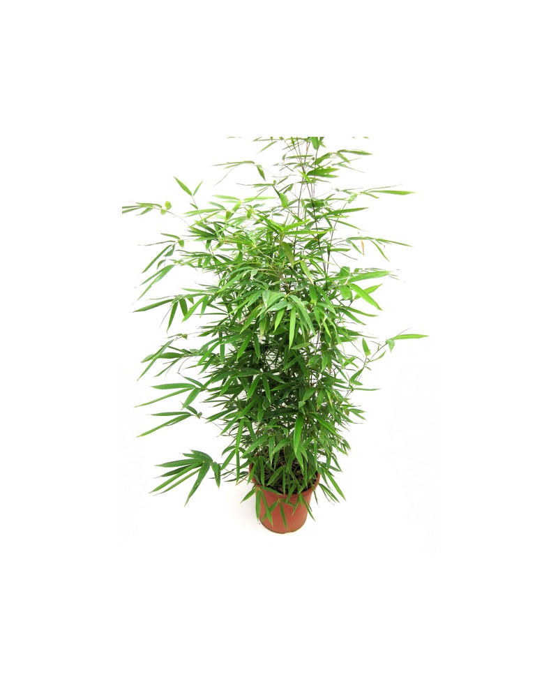 Bambu phyllostachys aurea 10lt 125/150            