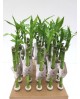 Bambu recto 30-35cm                               