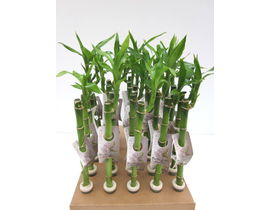 Bambu recto 40-45cm                               