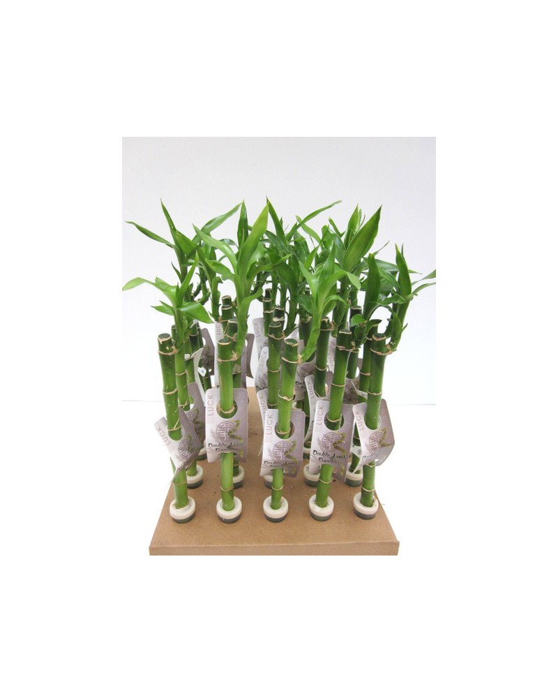 Bambu recto 40-45cm                               