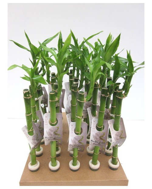 Bambu recto 60-65cm                               