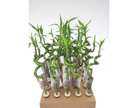 Bambu espiral 40-45cm                             