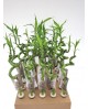 Bambu espiral 40-45cm                             