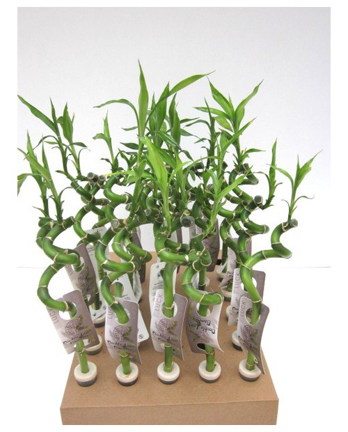 Bambu espiral 40-45cm                             