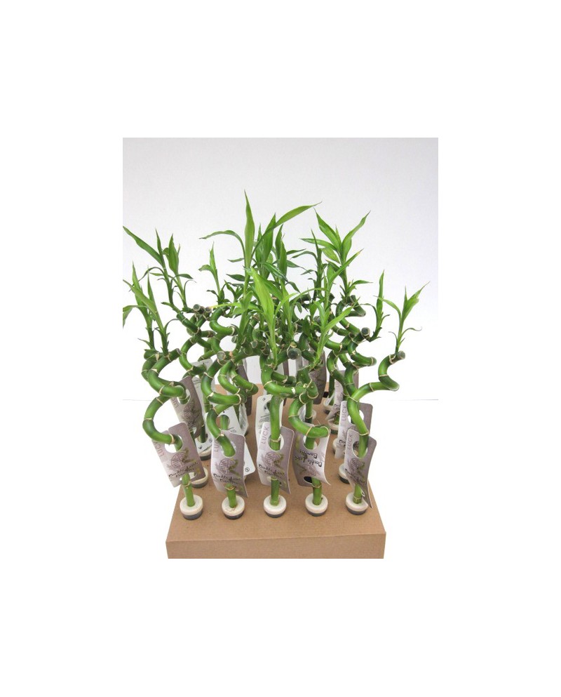 Bambu espiral 40-45cm                             