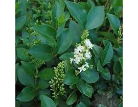 Ligustrum japonica truana m18 40/60cm             