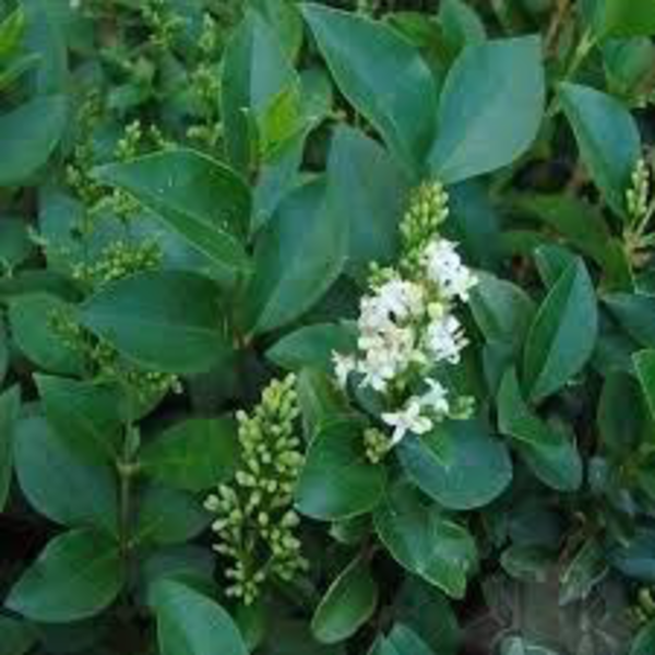 Ligustrum japonica truana m18 40/60cm             