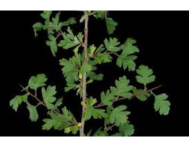 Crataegus monogyna (espino albar) 3lt             
