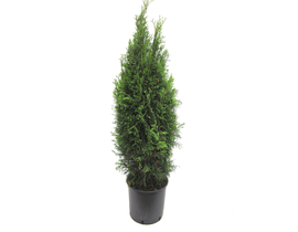 Thuya esmeralda 5lt 100/125                       