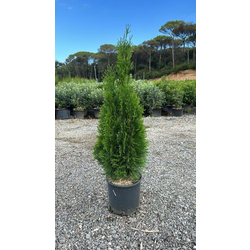 Thuya esmeralda 5lt 60/80                         