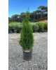 Thuya esmeralda 5lt 60/80                         