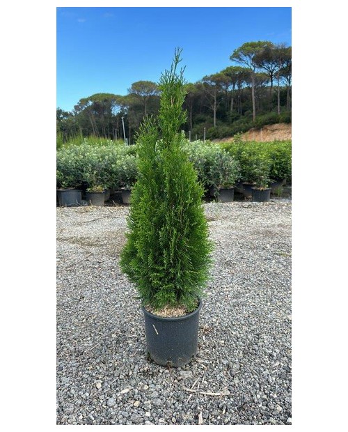 Thuya esmeralda 5lt 60/80                         