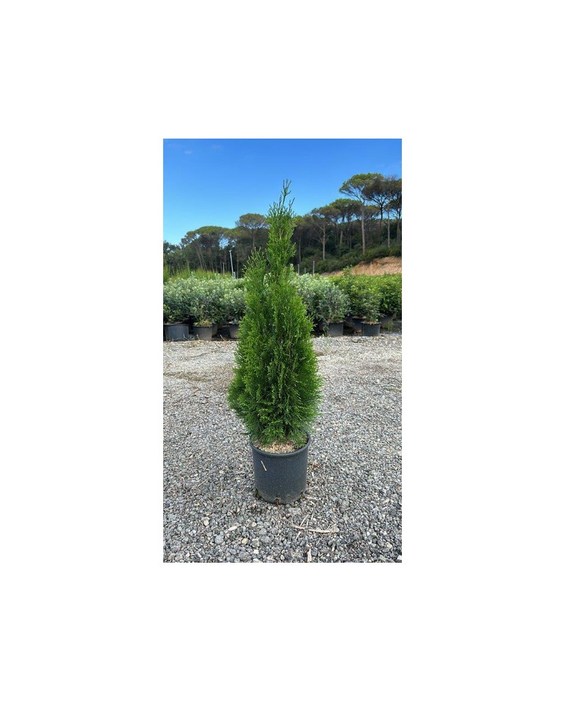 Thuya esmeralda 5lt 60/80                         