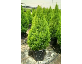 Cipres gold crest m25 80cm                        
