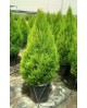 Cipres gold crest 10lt 80cm                       