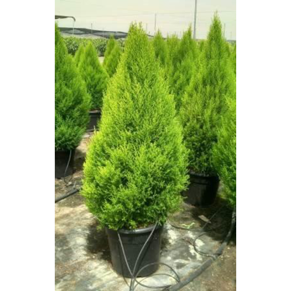 Cipres gold crest 10lt 80cm                       