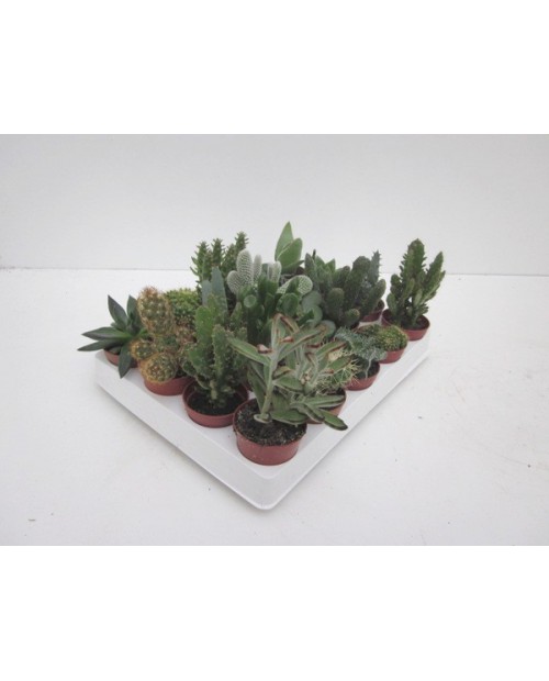 Bandeja cactus 5.5 20 unidades                    