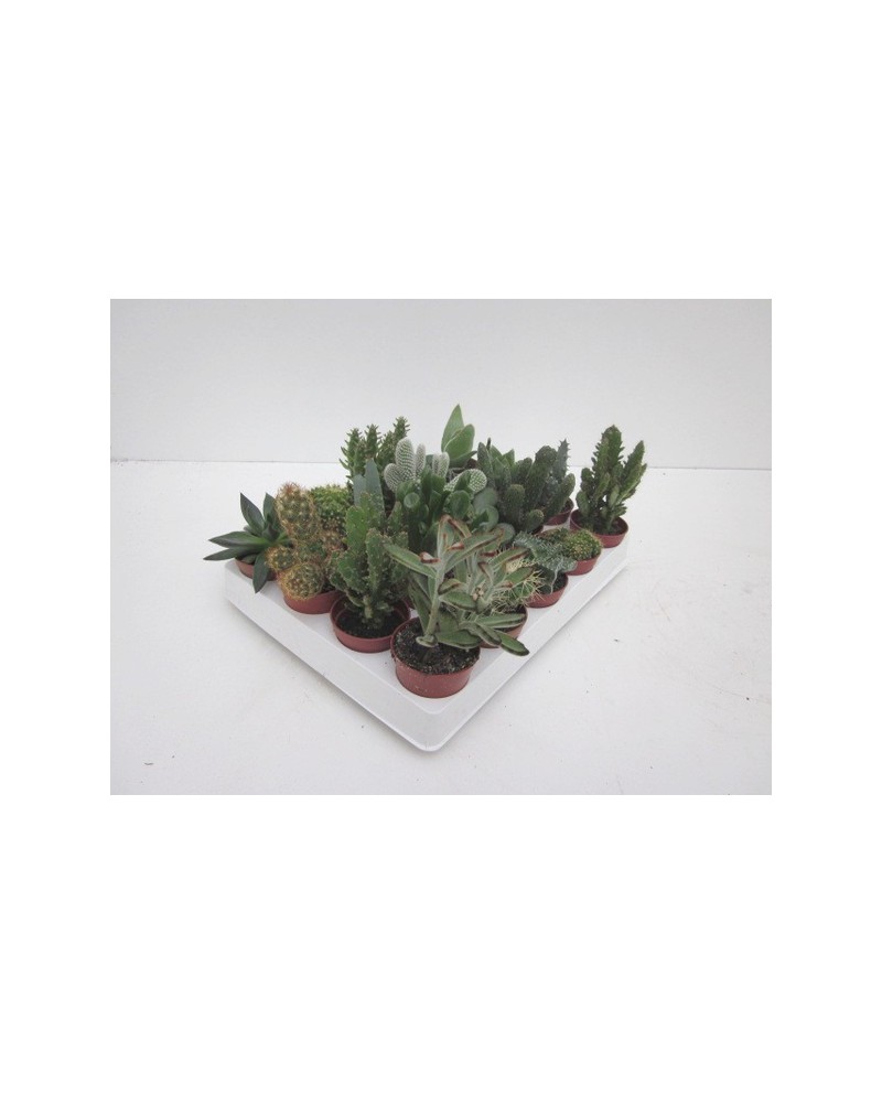 Bandeja cactus 5.5 20 unidades                    